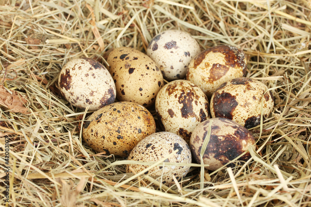 quail eggs in a nest of hay close-up