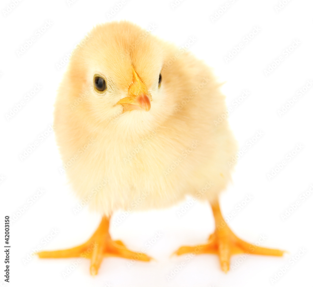 Obraz premium beautiful little chicken isolated on the white