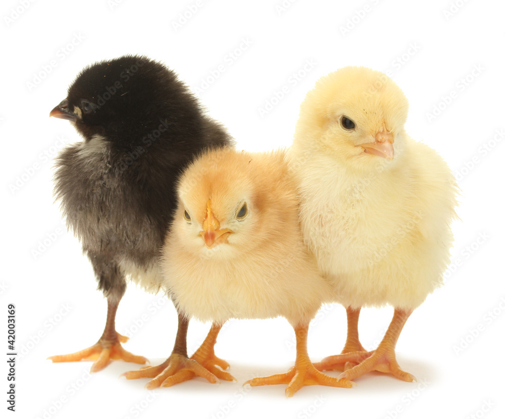 three little chickens isolated on the white