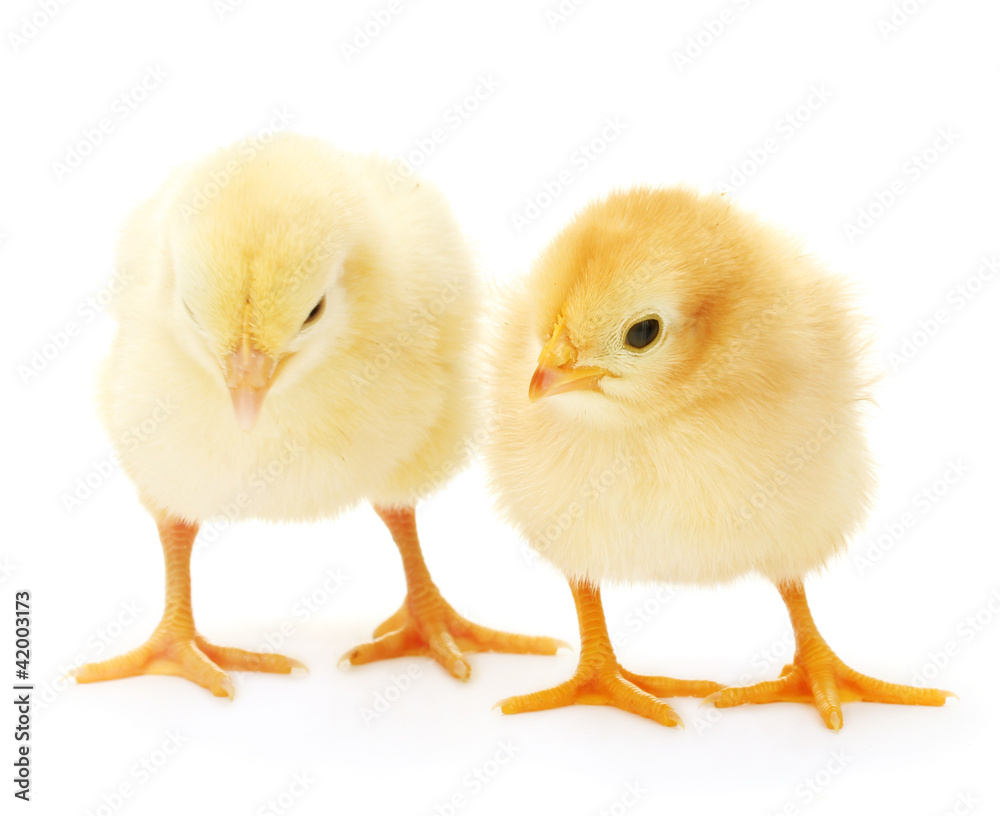 two yellow little chickens isolated on the white