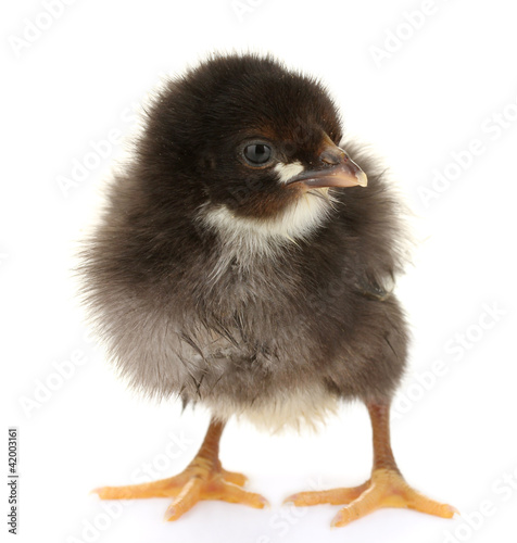 Canvas Print beautiful black little chicken isolated on the white