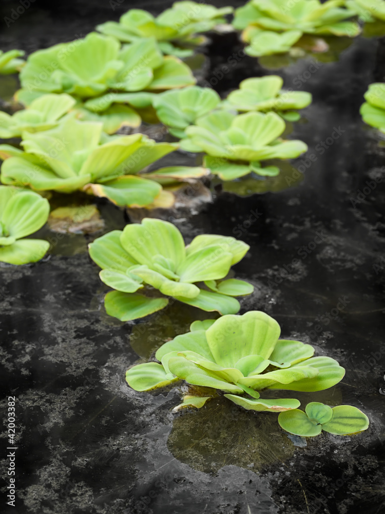 Green leafs Green leafs