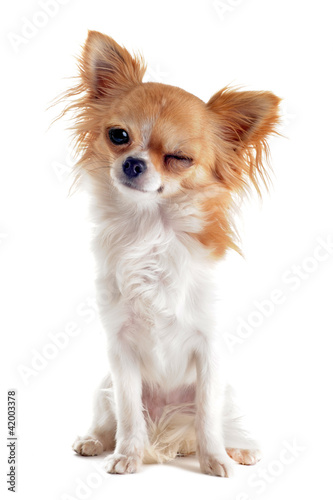 clin d'oeil de chihuahua