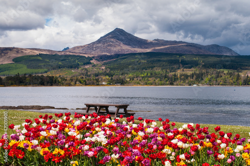 Goatfell and Tulips viewed from Brodick on the Isle of Arran