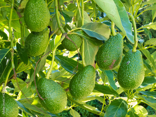 Ripe avocado fruits growing on tree as crop photo