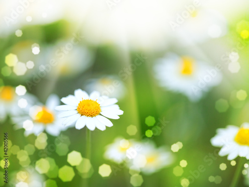 abstract backgrounds with daisy flowers and sun beam