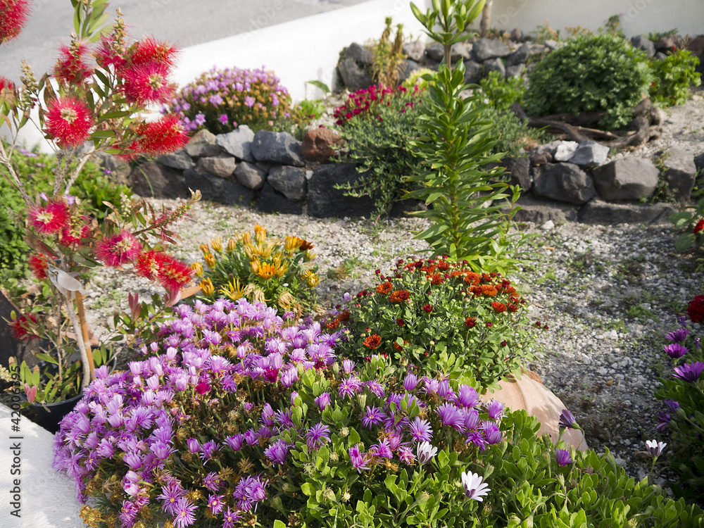 Colourful flowers in Fira Santorini greece