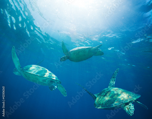 school of sea turtles migrating