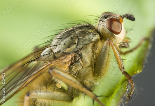 Yellow dung fly © nikonbhoy