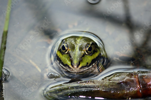 Wasserfrosch photo