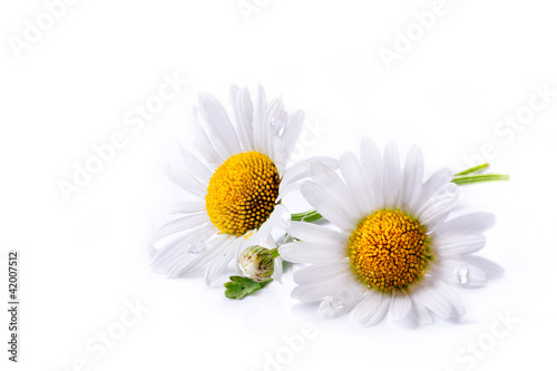 Fototapeta Naklejka Na Ścianę i Meble -  art daisies summer  white flower isolated on white background