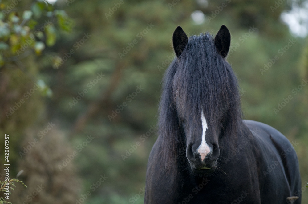 Fototapeta premium Schwarzes Pferd