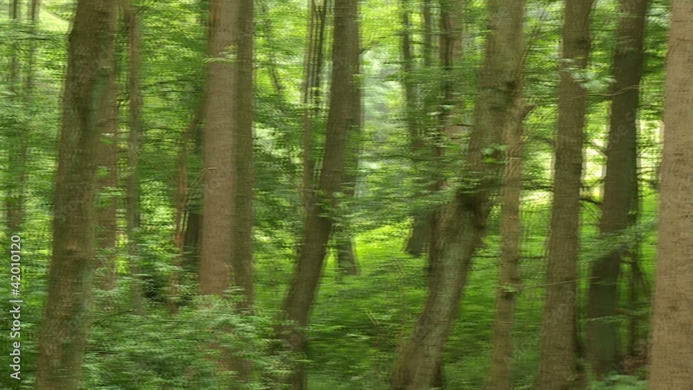 Wald Wald