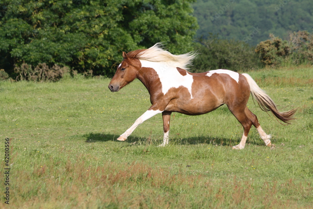Pointe de vitesse au galop Pointe de vitesse au galop