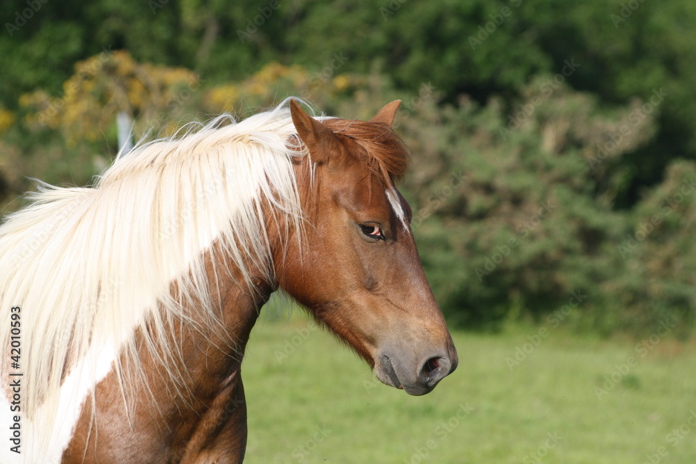 Cheval mécontent Cheval mécontent