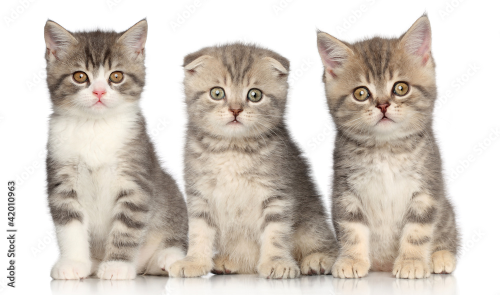 Group of Scottish kitten Group of Scottish kitten