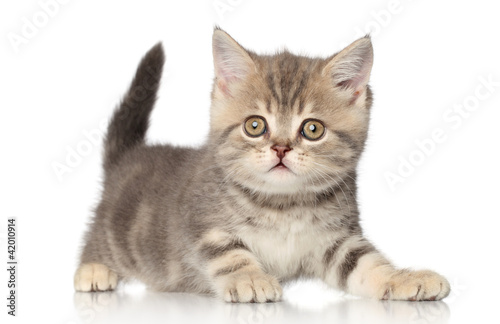 Scottish kitten
