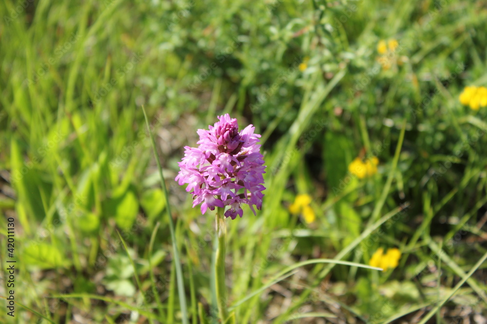 Beautiful wild french Orchid near Saou, Drome, France