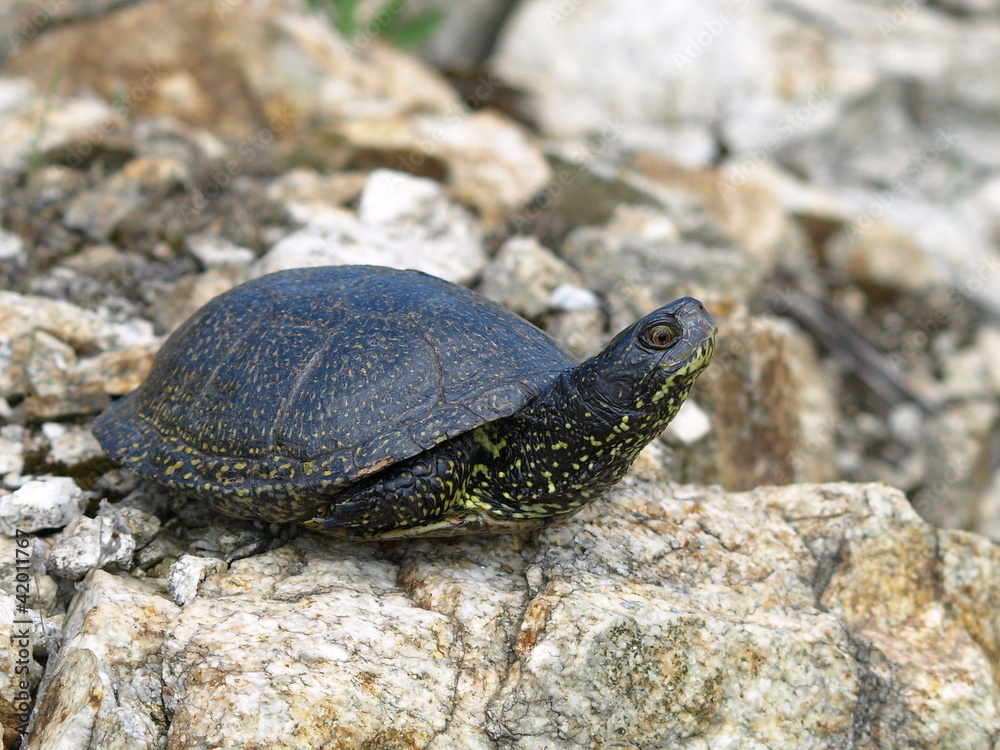 European Pond Terrapin (Emis orbicularis) European Pond Terrapin (Emis orbicularis)