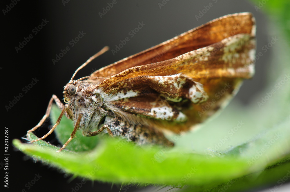 Fototapeta premium Bupalus piniaria