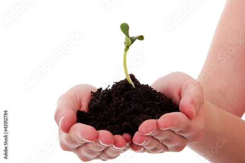 black garden soil with young plant for new life