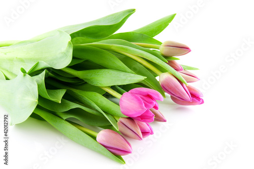 Bouquet of Pink Dutch tulips