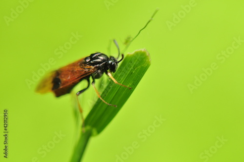 Arge cyanocrocea photo