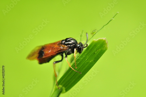 Arge cyanocrocea photo
