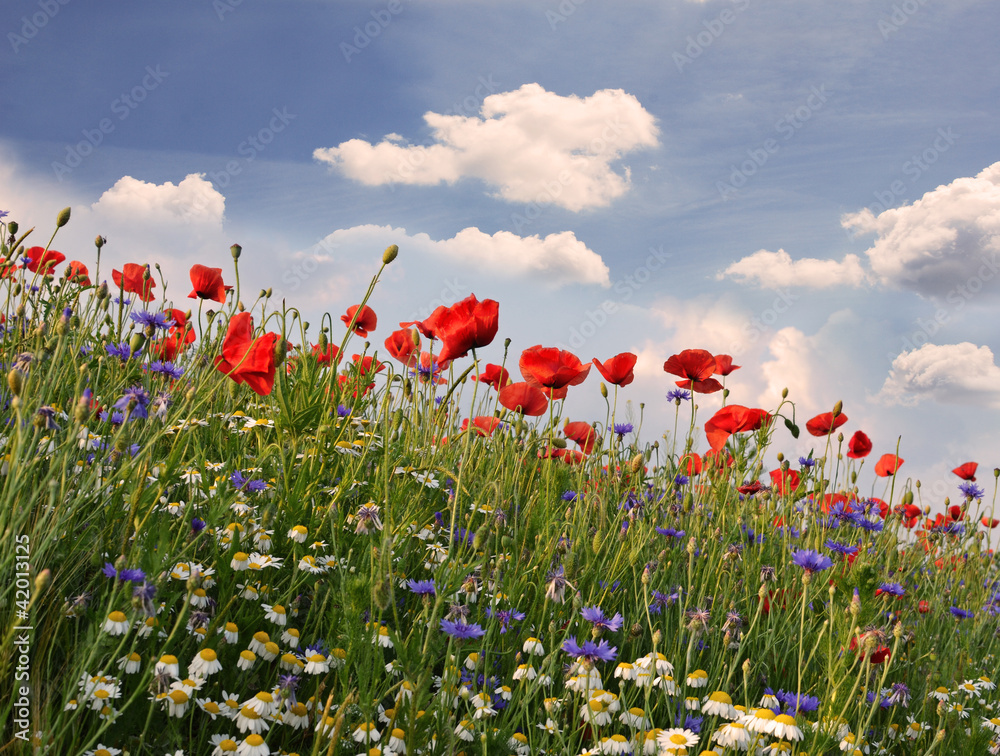 Frühlingswiese mit Margeriten, Kornblumen und Klatschmohn Frühlingswiese mit Margeriten, Kornblumen und Klatschmohn