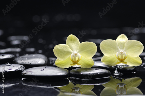 still life with pebbles and two orchid