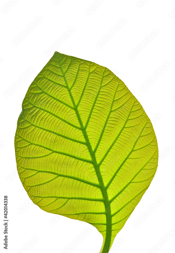 Green leaf isolated