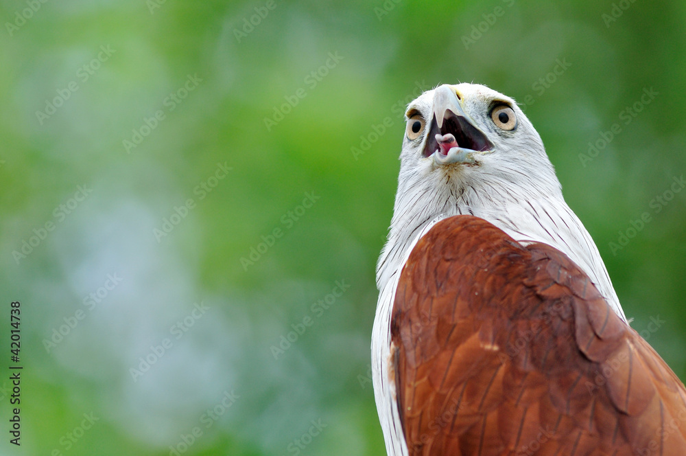 bird macro (Brahminy Kite) bird macro (Brahminy Kite)