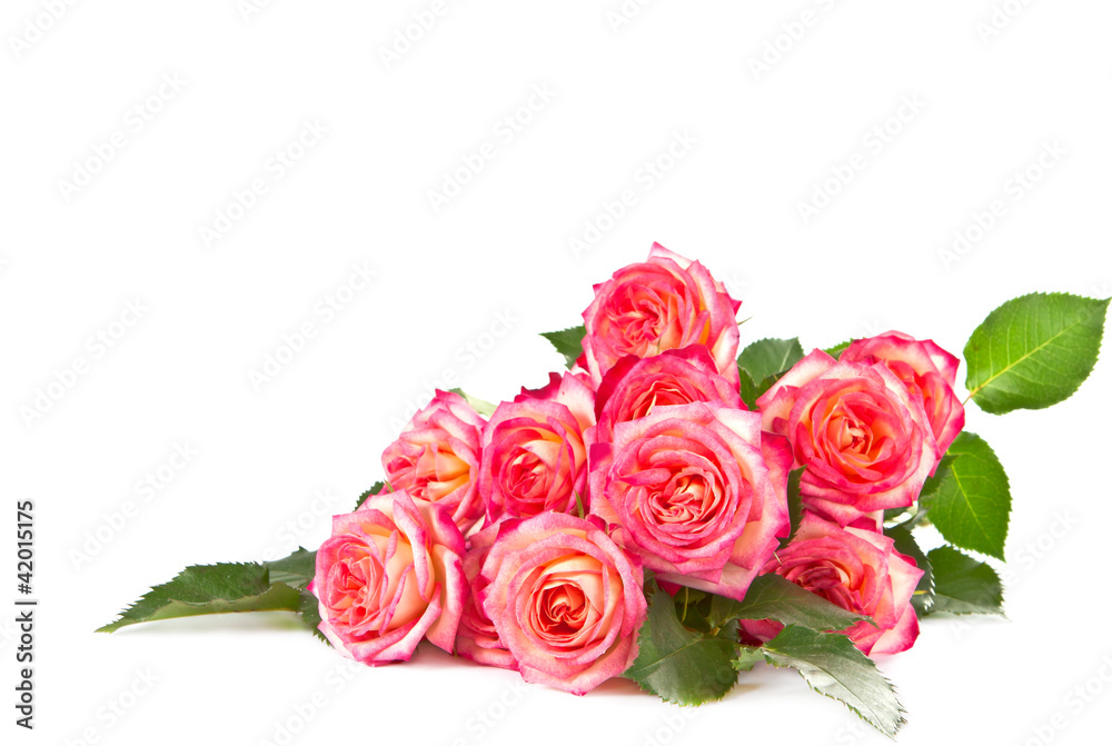 Fototapeta premium Roses on a white background.