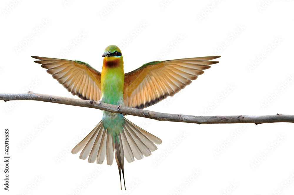 bird isolated (Blue tailed Bee eater) sitting on branch