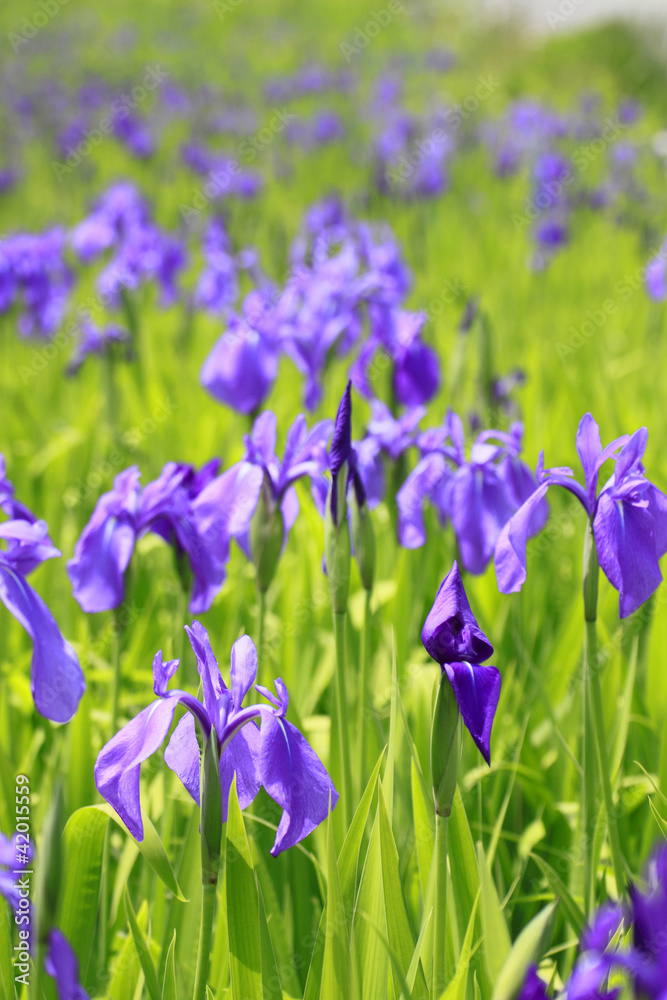 Group of purple irises in spring sunny day. Group of purple irises in spring sunny day.