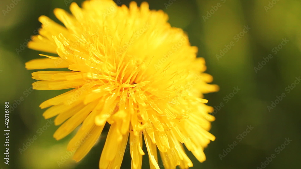 Yellow dandelion with green leafs in the background Yellow dandelion with green leafs in the background