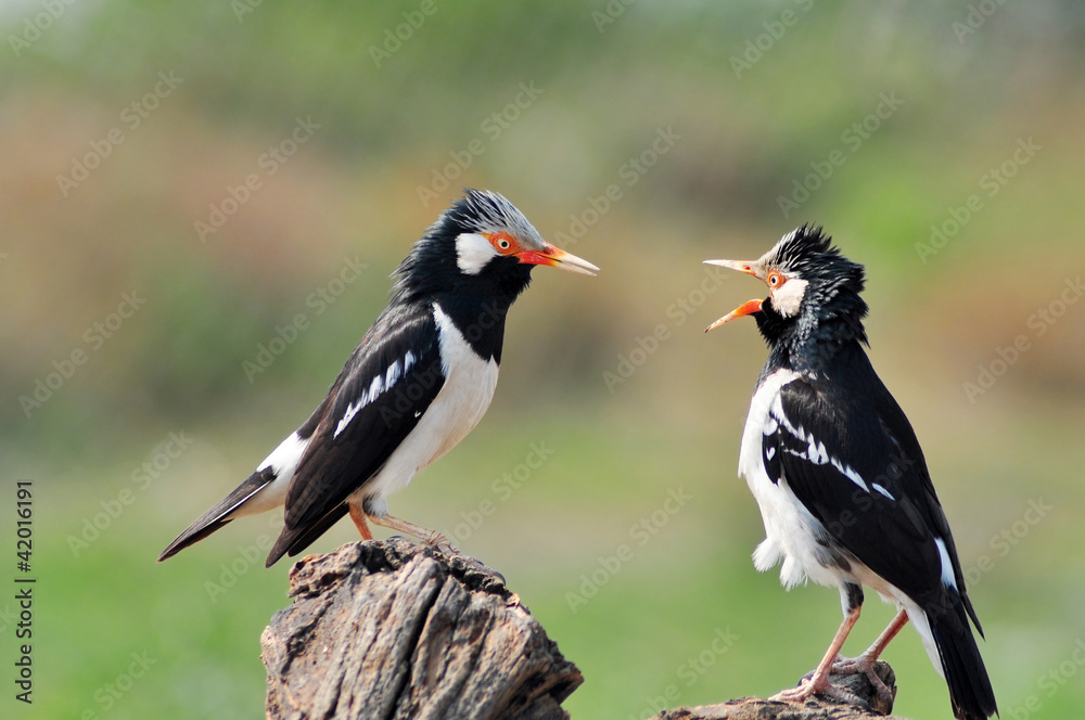 Fototapeta premium bird fighting (Asian Pied Starling)