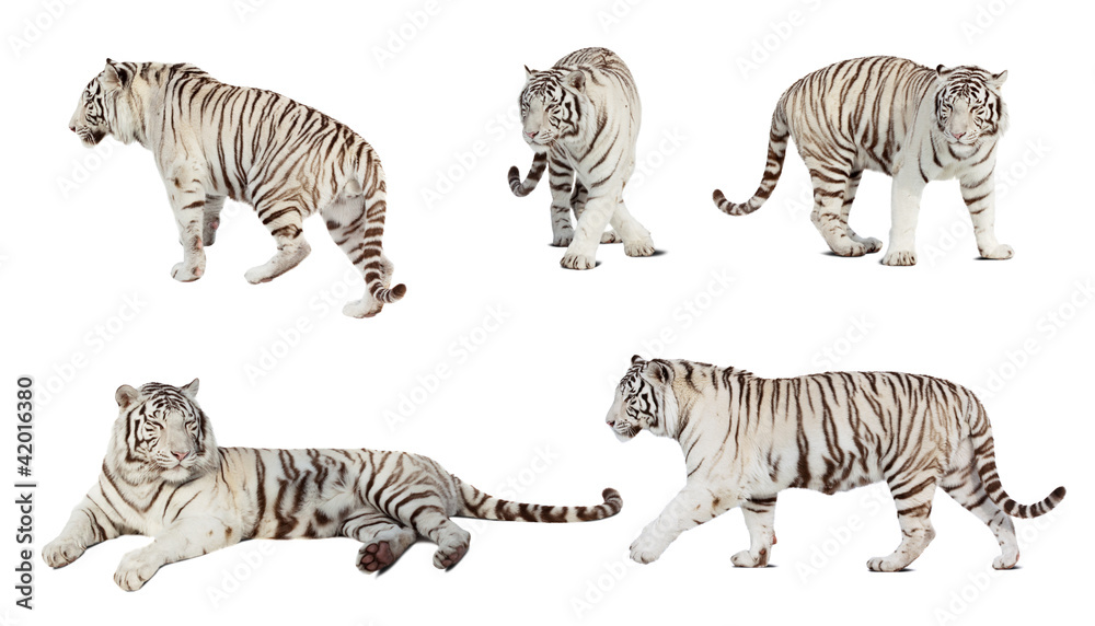 Naklejka premium Set of white tiger. Isolated over white