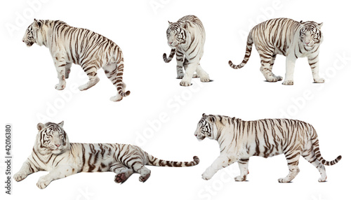 Set of white tiger. Isolated  over white