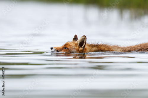 Fotografie swimming red fox