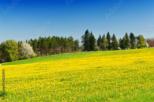 Spring meadow