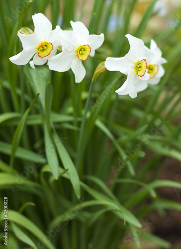 Fototapeta Naklejka Na Ścianę i Meble -  narcissus