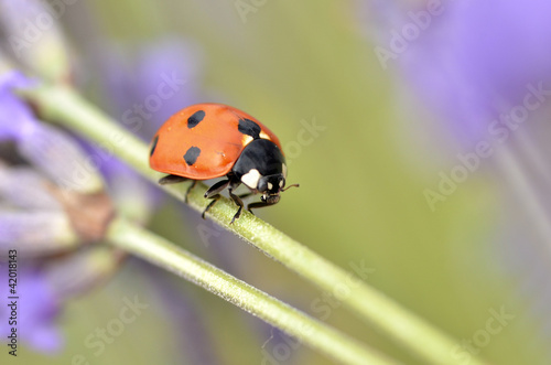 Seven spot ladybug (Coccinella septempunctata) on stem