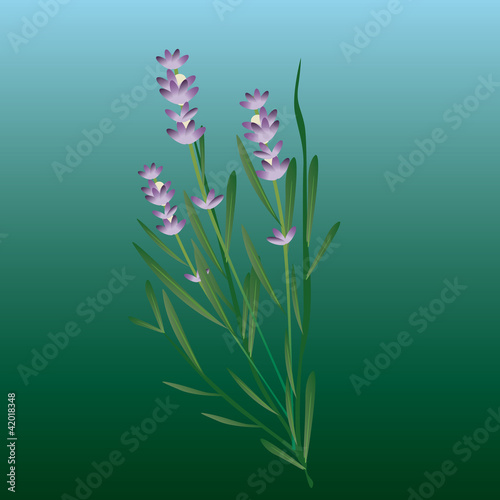 lavanda