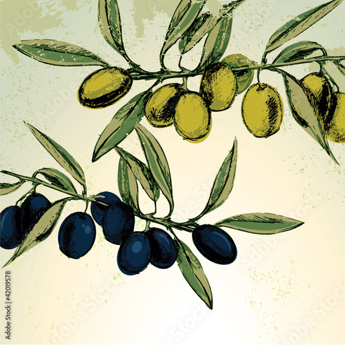 Retro style green and black olives vector