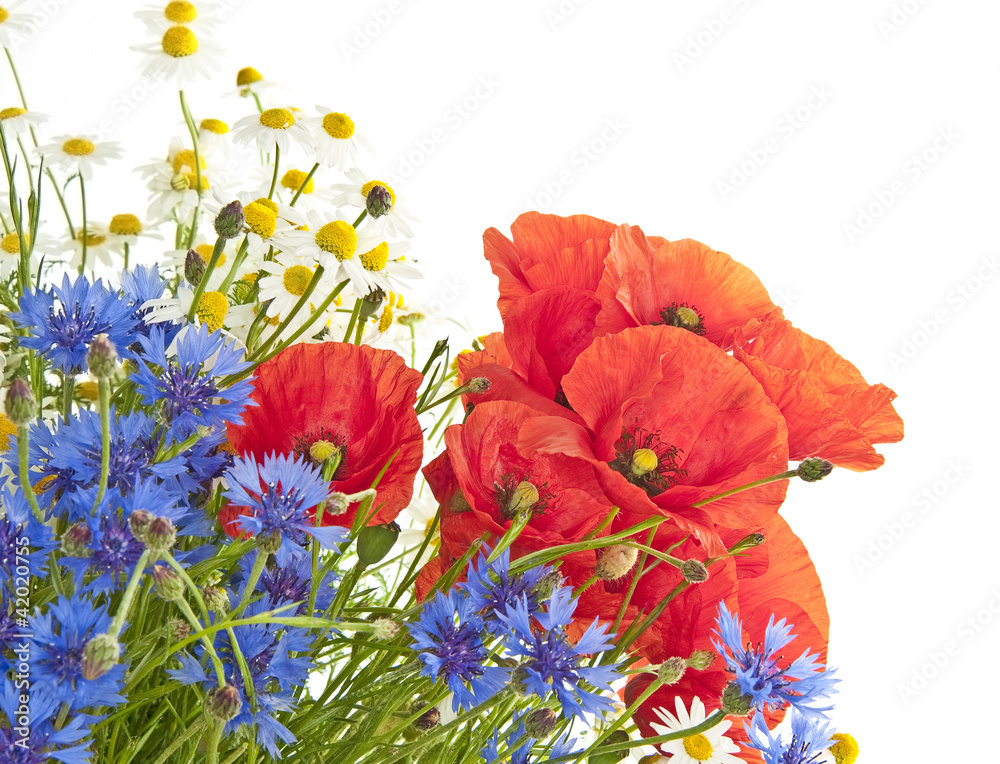 Obraz premium meadow flowers