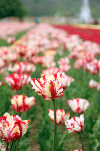 white and red tulips