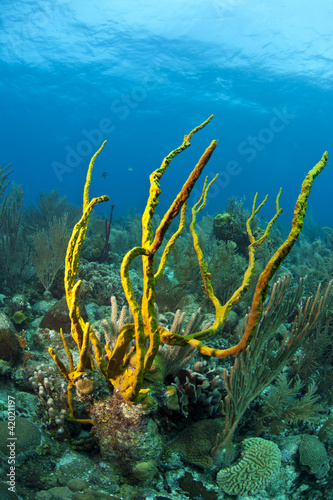Coral reef Row Pore Rope Sponge (Aplysina cauliformis)
