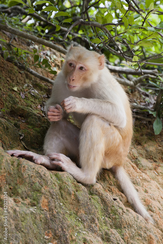 A wild silly albino macaque in the country park of Hong Kong © leeyiutung