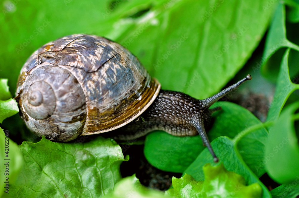 Snail on leaves Snail on leaves